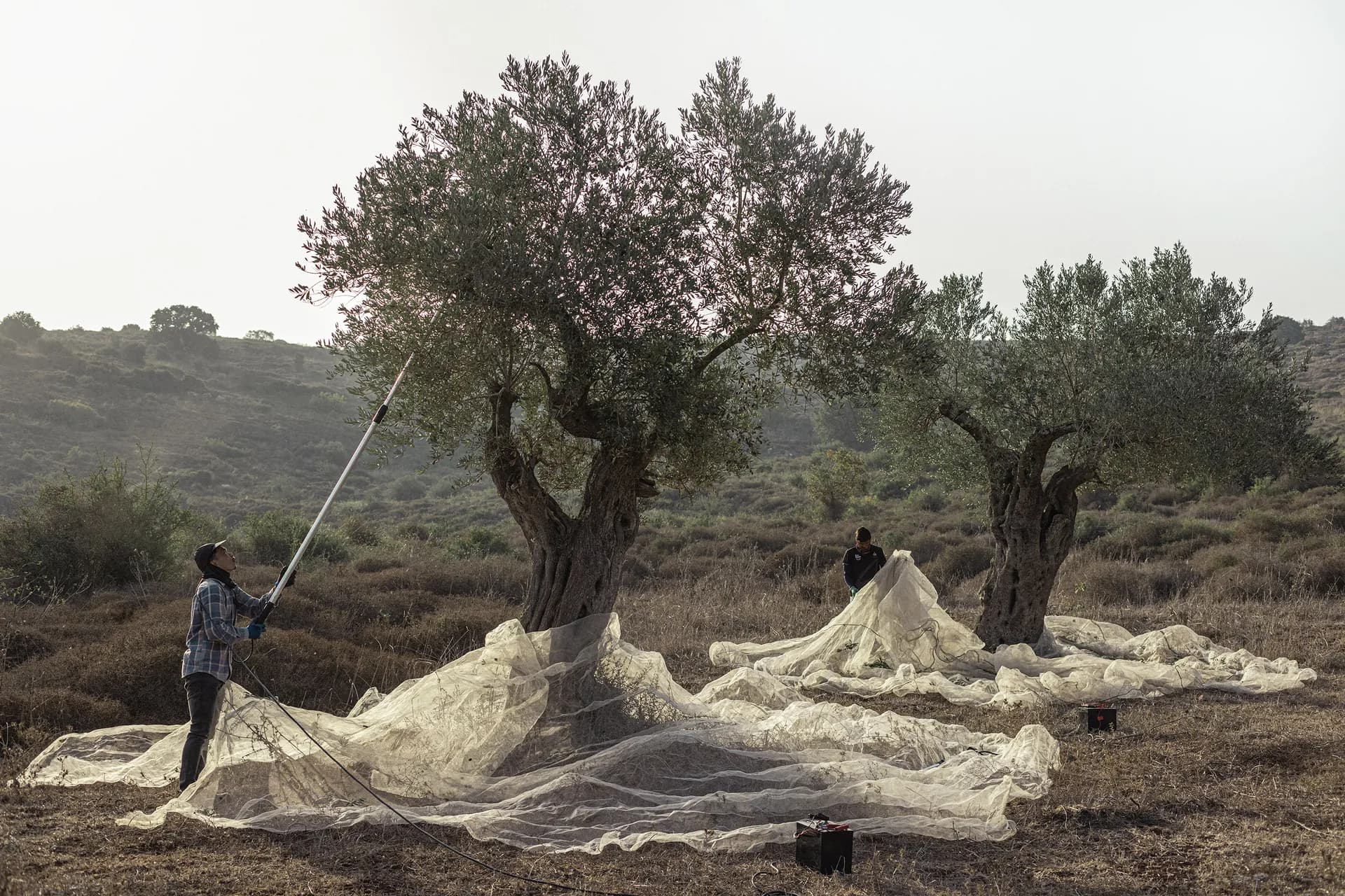Olive Oil First Harvest 2025